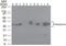 Podoplanin antibody, MA5-16267, Invitrogen Antibodies, Western Blot image 