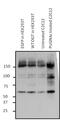 O-Linked N-Acetylglucosamine (GlcNAc) Transferase antibody, MA1-039, Invitrogen Antibodies, Western Blot image 