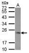 TNF Superfamily Member 9 antibody, LS-C155492, Lifespan Biosciences, Western Blot image 