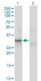 Apolipoprotein F antibody, H00000319-M02, Novus Biologicals, Western Blot image 