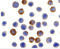 Baculoviral IAP Repeat Containing 8 antibody, 3017, ProSci, Immunocytochemistry image 
