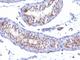 Prolactin Receptor antibody, NBP2-44625, Novus Biologicals, Immunohistochemistry frozen image 