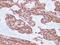 Keratin 15 antibody, LS-B16136, Lifespan Biosciences, Immunohistochemistry frozen image 