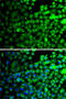 Thioredoxin Domain Containing 5 antibody, 22-857, ProSci, Immunofluorescence image 