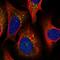 Diphosphoinositol Pentakisphosphate Kinase 2 antibody, PA5-58154, Invitrogen Antibodies, Immunofluorescence image 
