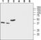 Mitochondrial Calcium Uniporter Regulator 1 antibody, PA5-77363, Invitrogen Antibodies, Western Blot image 