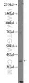 Heterogeneous Nuclear Ribonucleoprotein H3 antibody, 17674-1-AP, Proteintech Group, Western Blot image 