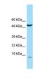 Chromosome 15 Open Reading Frame 48 antibody, orb325545, Biorbyt, Western Blot image 