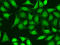 X-Ray Repair Cross Complementing 2 antibody, 18-186, ProSci, Immunofluorescence image 