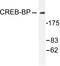 CREB Binding Protein antibody, LS-C175978, Lifespan Biosciences, Western Blot image 