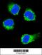 Nerve Growth Factor antibody, 63-194, ProSci, Immunofluorescence image 