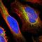 Na(+)/H(+) exchange regulatory cofactor NHE-RF3 antibody, NBP1-82573, Novus Biologicals, Immunofluorescence image 