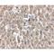 Low Density Lipoprotein Receptor antibody, LS-C108515, Lifespan Biosciences, Immunohistochemistry frozen image 