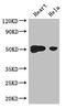 E2F dimerization partner 2 antibody, CSB-PA623906LA01HU, Cusabio, Western Blot image 