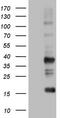 Transforming Acidic Coiled-Coil Containing Protein 2 antibody, CF804241, Origene, Western Blot image 