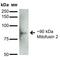 Mitofusin 2 antibody, MA5-27647, Invitrogen Antibodies, Western Blot image 