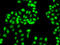 Heterogeneous Nuclear Ribonucleoprotein A1 antibody, STJ114320, St John