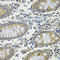 DEAD-Box Helicase 20 antibody, 19-877, ProSci, Immunohistochemistry frozen image 