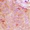 Copine 8 antibody, LS-C368897, Lifespan Biosciences, Immunohistochemistry frozen image 