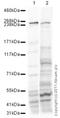 Aggrecan antibody, ab36861, Abcam, Western Blot image 