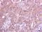 TNF Receptor Associated Factor 5 antibody, GTX102415, GeneTex, Immunohistochemistry paraffin image 