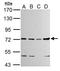 Tetratricopeptide Repeat Domain 39B antibody, NBP2-15148, Novus Biologicals, Western Blot image 