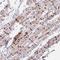 Transmembrane Protein 86A antibody, NBP2-33816, Novus Biologicals, Immunohistochemistry frozen image 