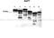 PHF-tau antibody, ARP48103_P050, Aviva Systems Biology, Western Blot image 