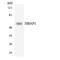 HSPB1 Associated Protein 1 antibody, LS-C292043, Lifespan Biosciences, Western Blot image 