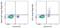 CD1c Molecule antibody, 63-0015-42, Invitrogen Antibodies, Flow Cytometry image 