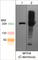 Myosin Heavy Chain 4 antibody, MP4541, ECM Biosciences, Western Blot image 