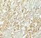 NADPH Oxidase 3 antibody, PA5-38036, Invitrogen Antibodies, Immunohistochemistry frozen image 