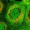 Pleckstrin Homology And RhoGEF Domain Containing G3 antibody, HPA063455, Atlas Antibodies, Immunocytochemistry image 