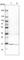 Acyl-CoA Thioesterase 13 antibody, HPA019881, Atlas Antibodies, Western Blot image 