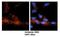 ADP Ribosylation Factor 3 antibody, NBP1-58941, Novus Biologicals, Immunohistochemistry frozen image 