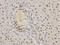 Heterogeneous Nuclear Ribonucleoprotein K antibody, A01793, Boster Biological Technology, Immunohistochemistry frozen image 
