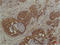 Interferon Induced Protein 44 antibody, STJ97536, St John