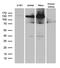 SPT16 Homolog, Facilitates Chromatin Remodeling Subunit antibody, MA5-27204, Invitrogen Antibodies, Western Blot image 