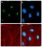 G Protein Nucleolar 3 antibody, 701157, Invitrogen Antibodies, Immunofluorescence image 
