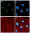 G Protein Nucleolar 3 antibody, 701157, Invitrogen Antibodies, Immunofluorescence image 