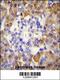 Peroxiredoxin 4 antibody, 56-229, ProSci, Immunohistochemistry frozen image 