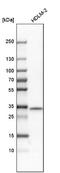 Syntaxin-11 antibody, NBP1-86122, Novus Biologicals, Western Blot image 