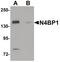 NEDD4 Binding Protein 1 antibody, PA5-21099, Invitrogen Antibodies, Western Blot image 