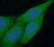 Phosphatidylinositol Glycan Anchor Biosynthesis Class Z antibody, FNab06447, FineTest, Immunofluorescence image 