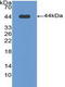 Bactericidal Permeability Increasing Protein antibody, LS-C292966, Lifespan Biosciences, Western Blot image 