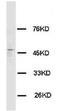 Histamine Receptor H3 antibody, AP23342PU-N, Origene, Western Blot image 