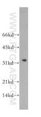 Granzyme B antibody, 13588-1-AP, Proteintech Group, Western Blot image 