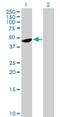 Family With Sequence Similarity 110 Member B antibody, H00090362-B01P, Novus Biologicals, Western Blot image 