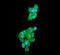 Ataxin 1 antibody, PB9422, Boster Biological Technology, Immunofluorescence image 