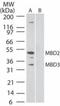 Methyl-CpG Binding Domain Protein 3 antibody, NB100-56534, Novus Biologicals, Western Blot image 
